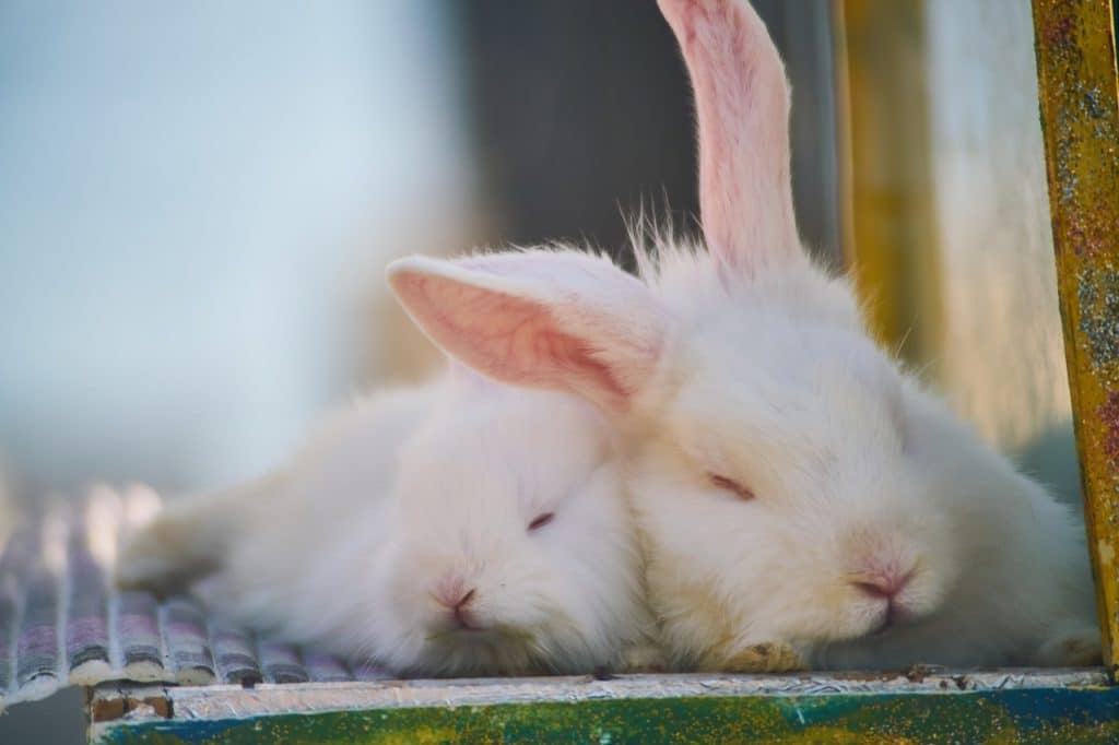 lapins au repos dans enclos