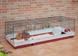lapins dans cages extérieure